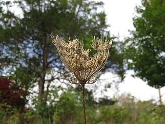 Dried Wildflower Seed Head Against Blurred Green Forest Background