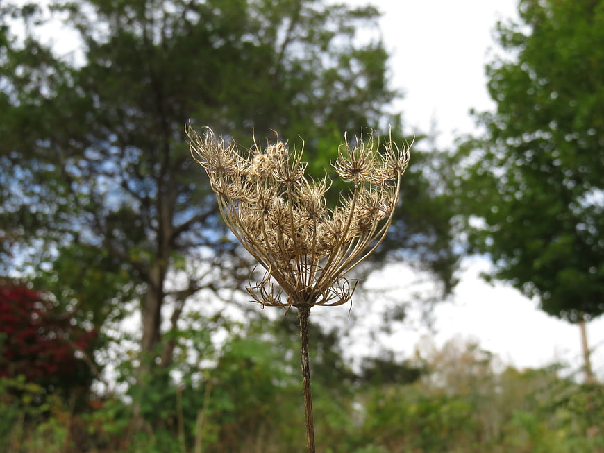 Dried Wildflower Seed Head Against Blurred Green Forest Background