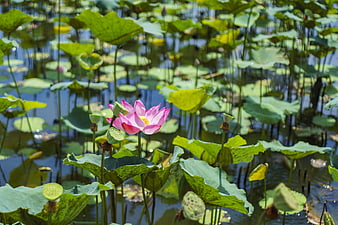 Pink Lotus Flower Blooming in Green Pond