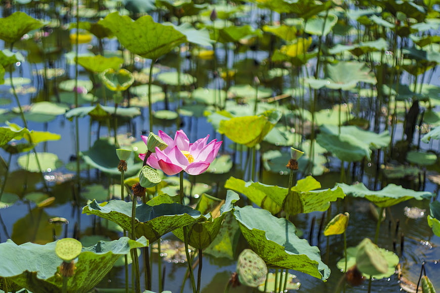 Pink Lotus Flower Blooming in Green Pond