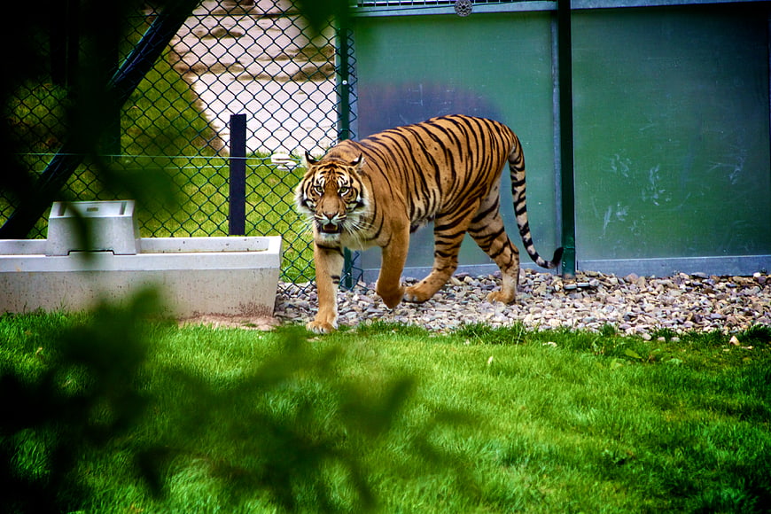 Tiger walking in zoo enclosure with green grass and fence