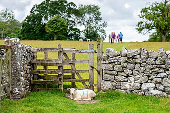 Cute lamb resting by a rustic stone wall and wooden gate