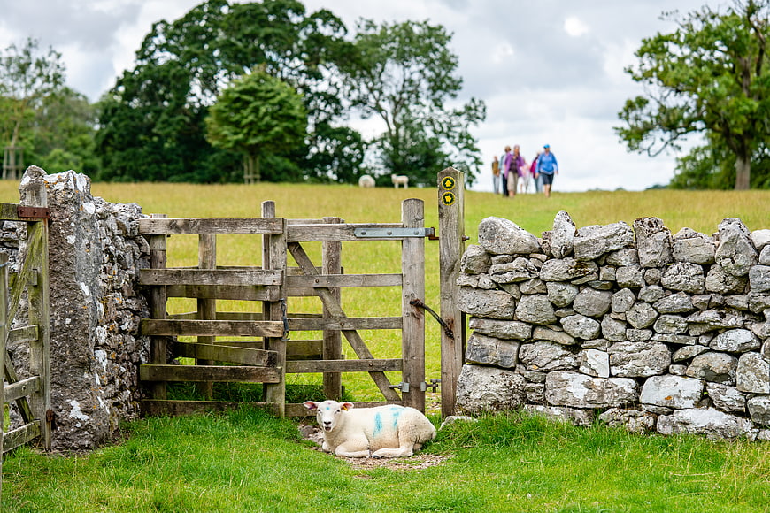 Cute lamb resting by a rustic stone wall and wooden gate