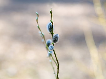 Close-up of fluffy pussy willow catkins on a spring branch