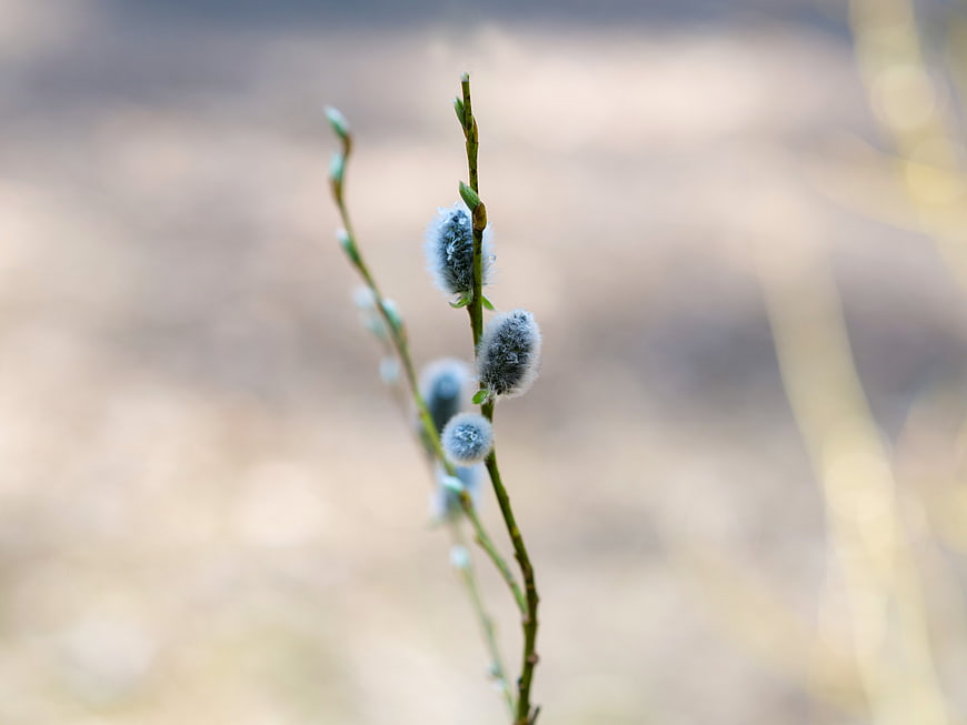 Close-up of fluffy pussy willow catkins on a spring branch