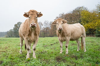 Two brown cows standing in a green pasture field