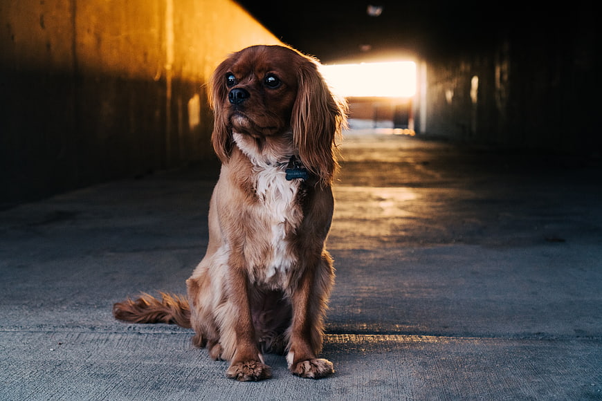 Cavalier King Charles Spaniel Sitting in Sunlit Concrete Tunnel