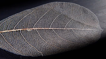 Transparent Skeleton Leaf Vein Pattern on Dark Background
