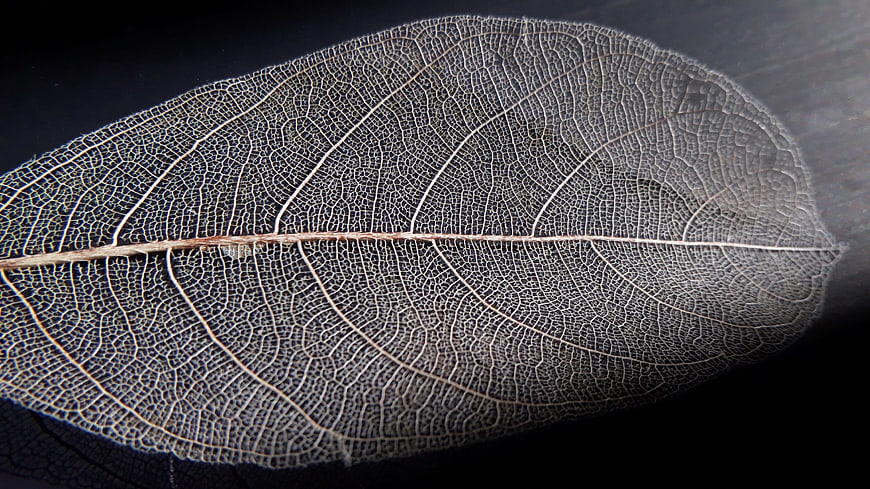 Transparent Skeleton Leaf Vein Pattern on Dark Background
