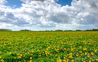Vibrant Green Meadow with Yellow Dandelions Under Blue Sky