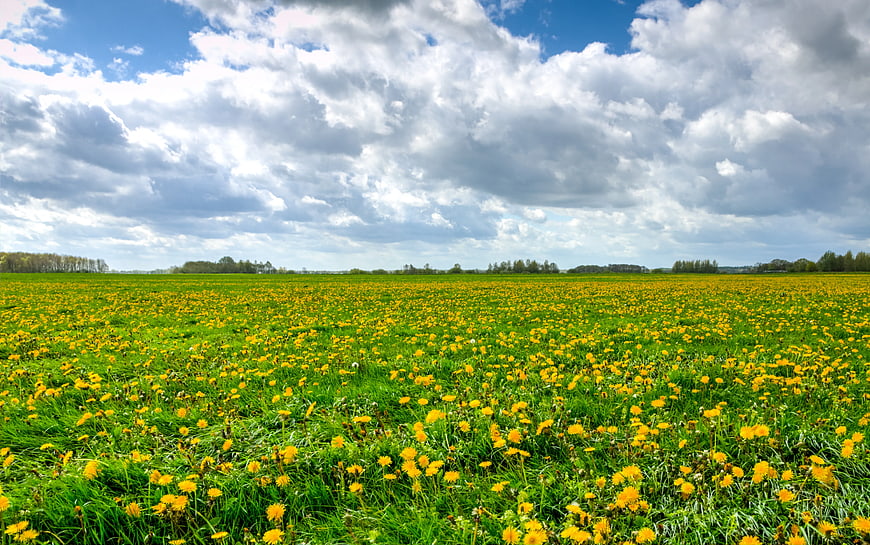 Vibrant Green Meadow with Yellow Dandelions Under Blue Sky