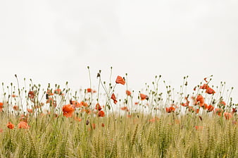 Red Poppies Blooming in a Green Wheat Field