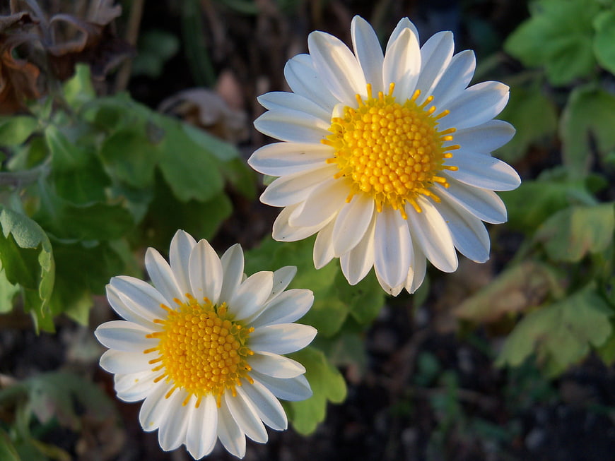 Close-up of two white daisies with yellow centers in a garden