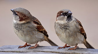 Two House Sparrows Perched on Wooden Surface