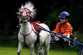 Young boy driving white spotted pony in harness race