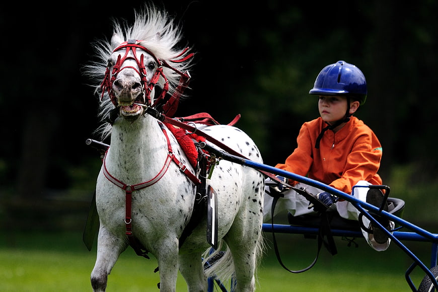 Young boy driving white spotted pony in harness race