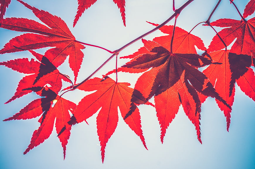 Vibrant Red Maple Leaves Against Blue Sky