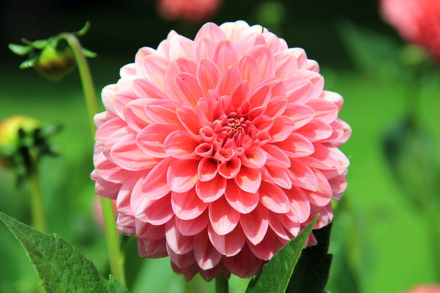 Close-up of a vibrant pink dahlia flower in a garden