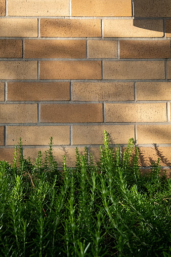 Green rosemary plants against a textured brick wall background