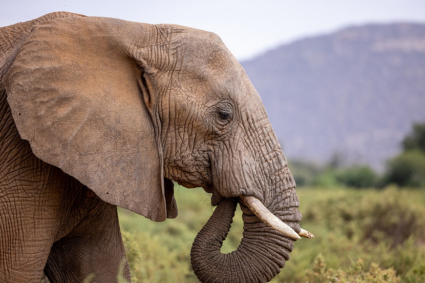 Close-up of African Elephant Head and Trunk in Savanna