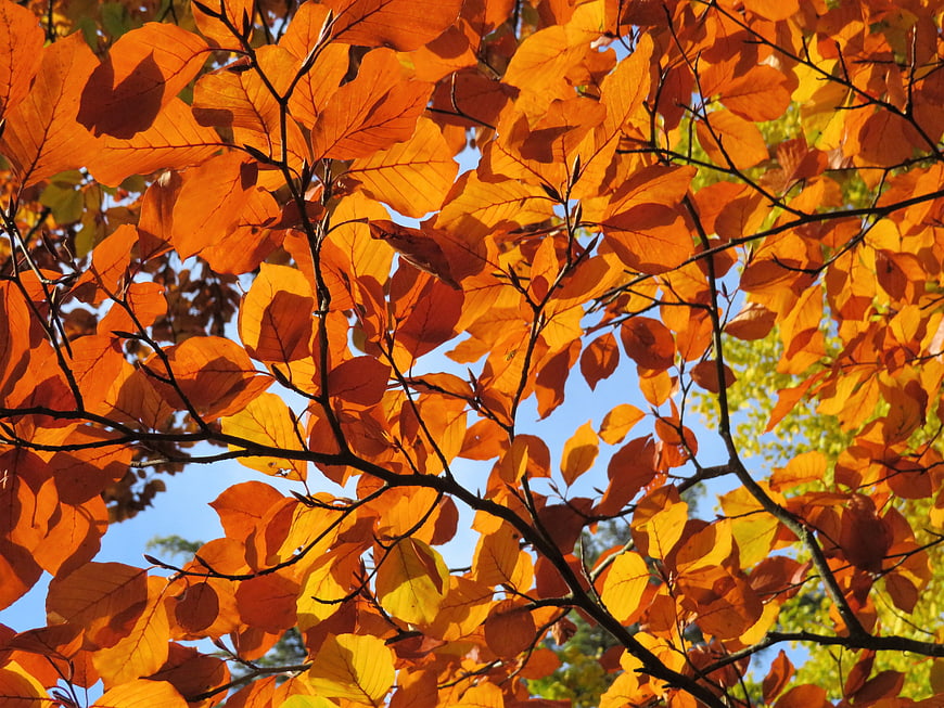 Vibrant Orange Autumn Leaves Against Blue Sky