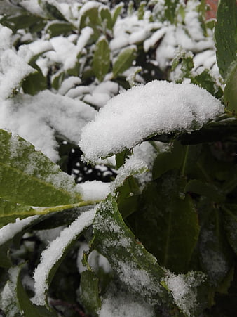 Close-up of green leaves covered in fresh white snow