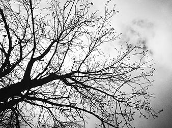 Black and white silhouette of bare tree branches against cloudy sky