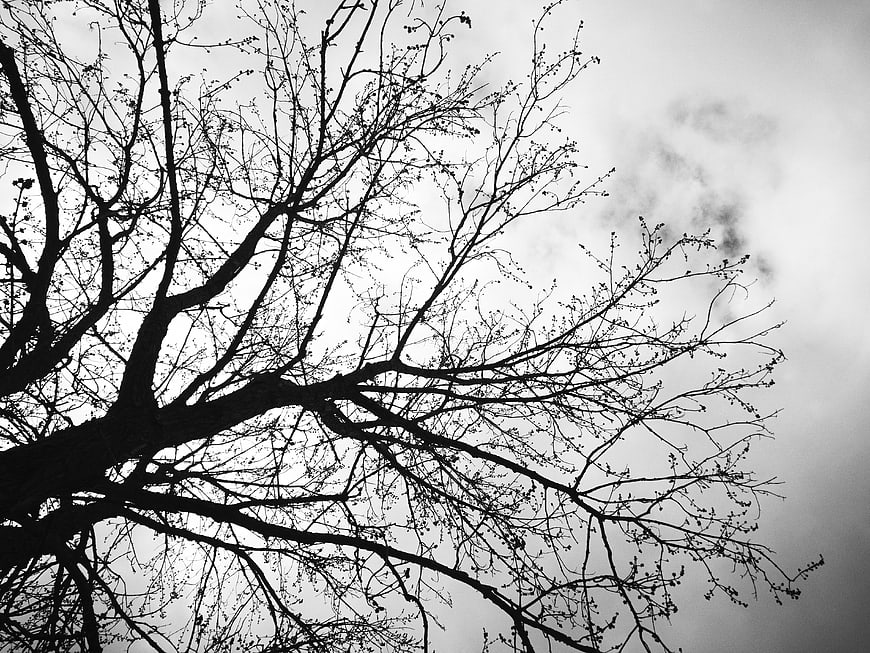 Black and white silhouette of bare tree branches against cloudy sky