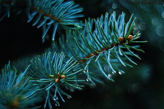 Close-up of Blue Spruce Branch with Water Droplets