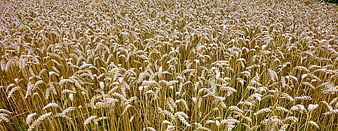 Golden wheat field texture background