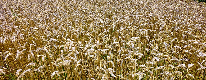 Golden wheat field texture background