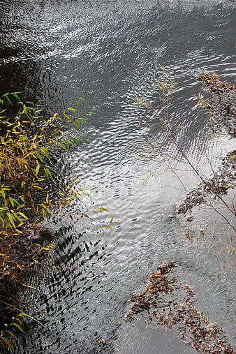 Autumn River Ripples with Floating Leaves and Vegetation