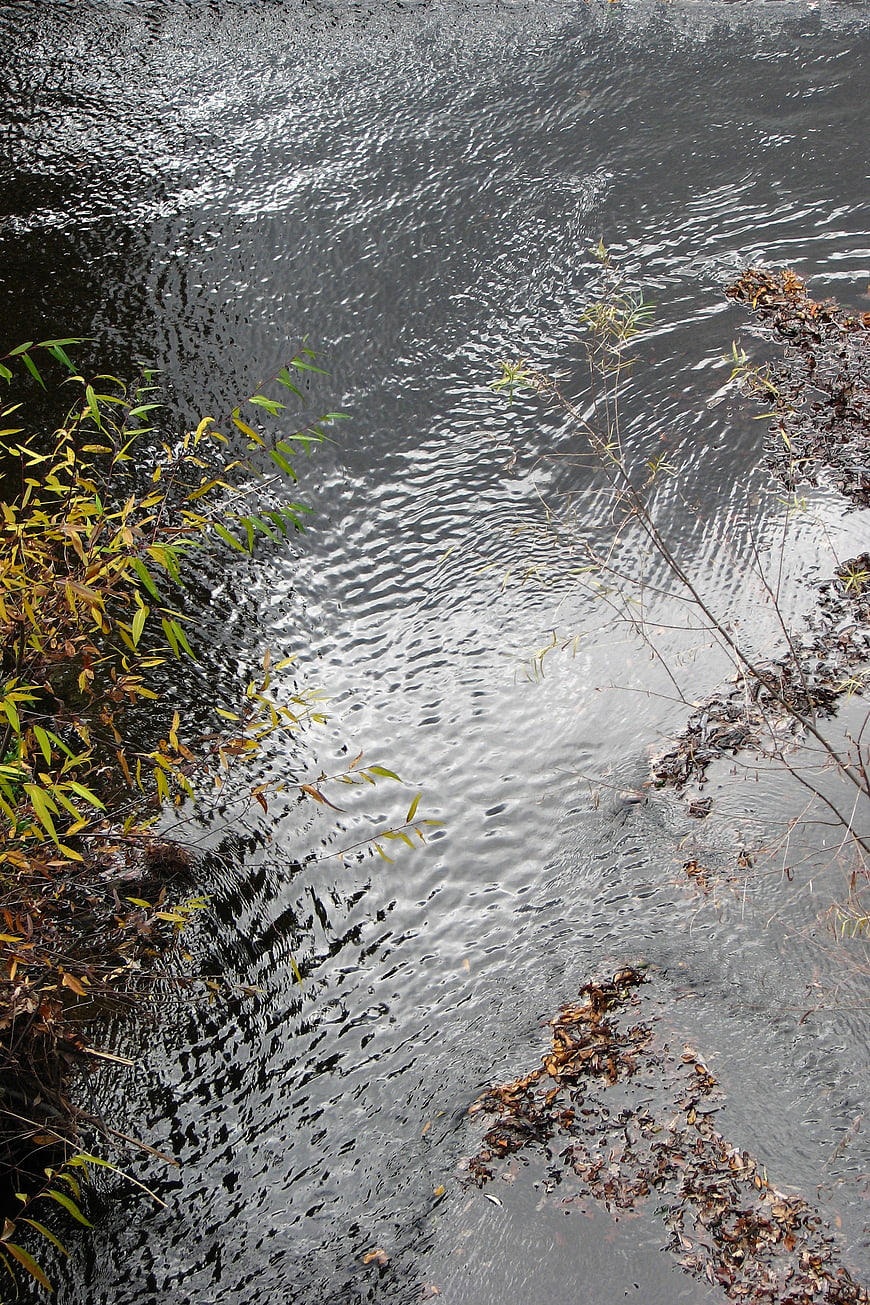 Autumn River Ripples with Floating Leaves and Vegetation
