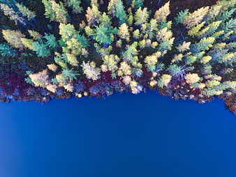 Aerial View of Colorful Autumn Forest Shoreline