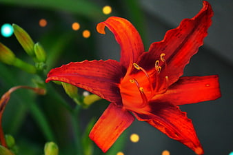 Vibrant Red Lily Flower Close-Up with Bokeh Background