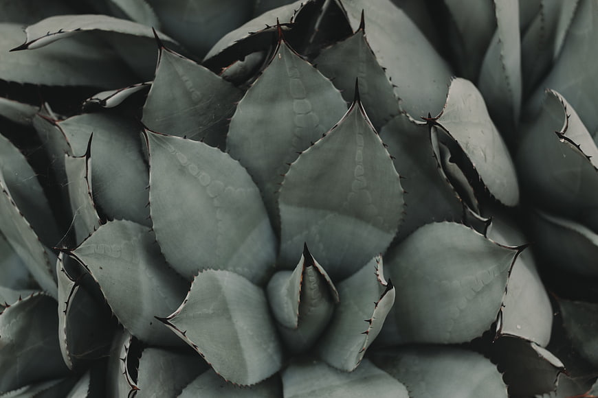 Close-up of Blue Agave Succulent Plant Leaves