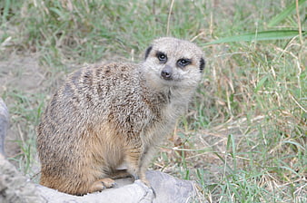 Cute Meerkat Sitting on Rock in Grass