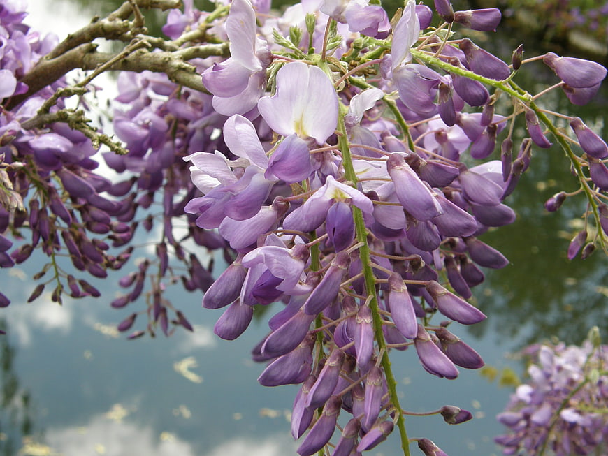 Close-up of purple wisteria flowers hanging over water