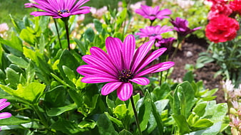 Vibrant purple African daisy flower in a lush green garden