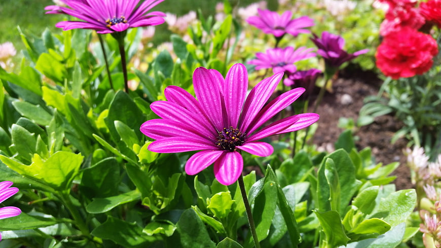 Vibrant purple African daisy flower in a lush green garden