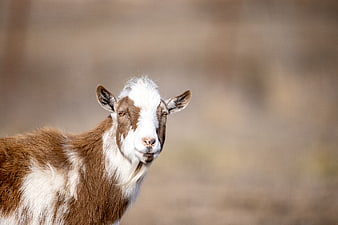 Portrait of a brown and white goat looking at camera
