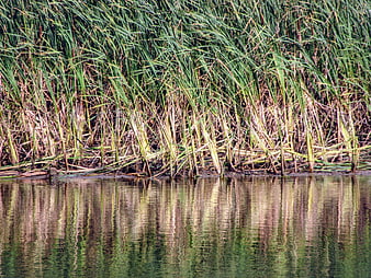 Tall green reeds reflecting in calm pond water