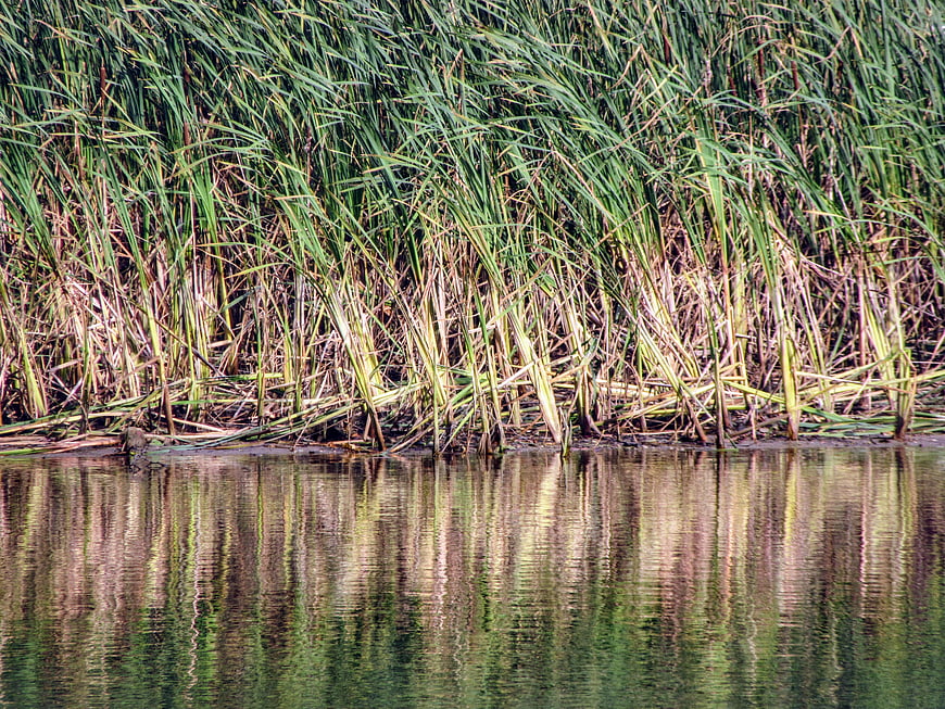 Tall green reeds reflecting in calm pond water