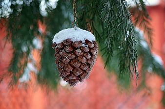 Snow-Capped Pine Cone Ornament Hanging on Evergreen Branch