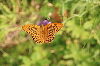 Orange Fritillary Butterfly on Purple Flower in Nature