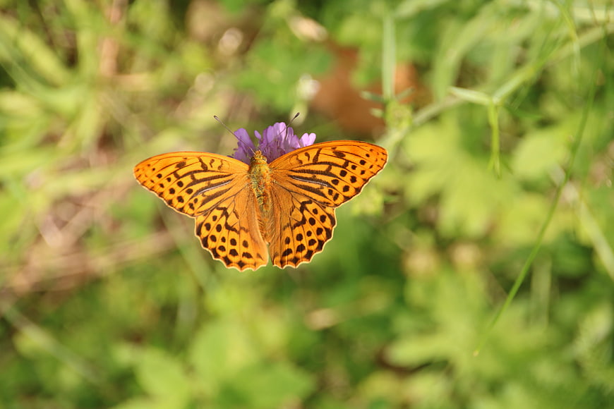 Orange Fritillary Butterfly on Purple Flower in Nature
