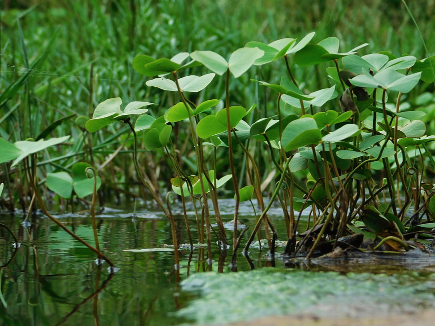 Young water lily plants growing in pond water