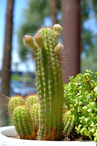 Close-up of flowering cactus in white pot outdoors