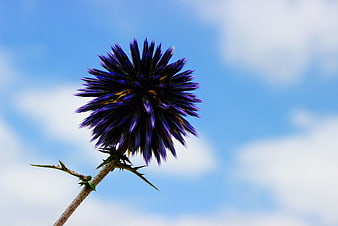 Blue thistle flower against a cloudy blue sky
