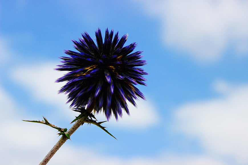 Blue thistle flower against a cloudy blue sky